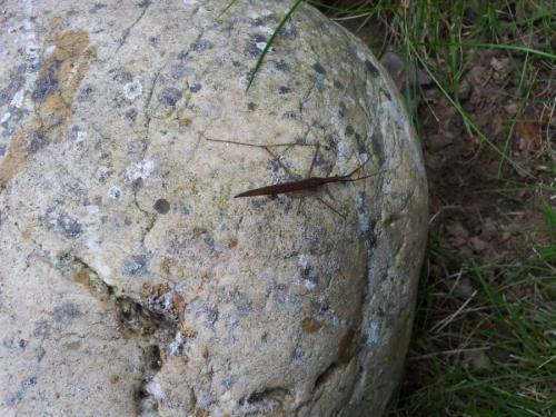 Réf. 255 589 : Ranatra linearis